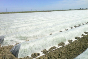Agricultural fabric